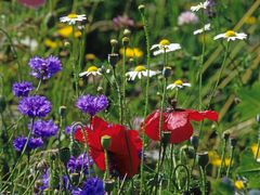 Blumenwiese