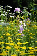 Blumenwiese