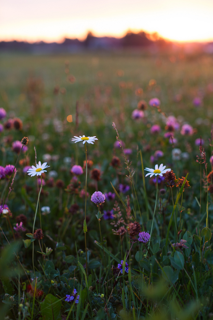 Blumenwiese