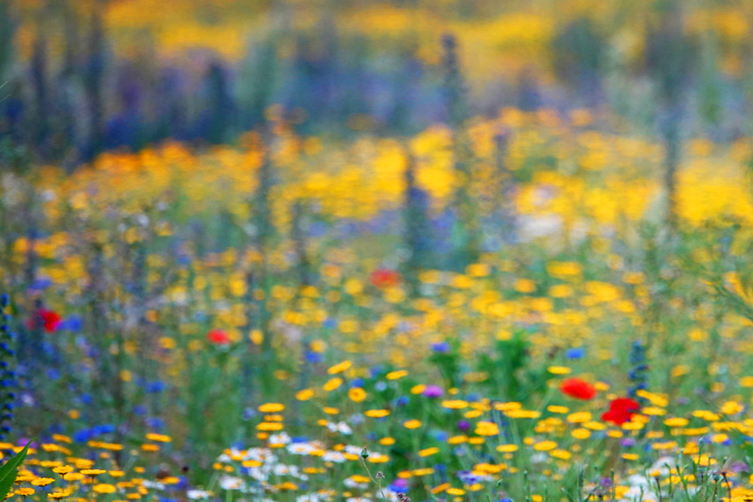 Blumenwiese