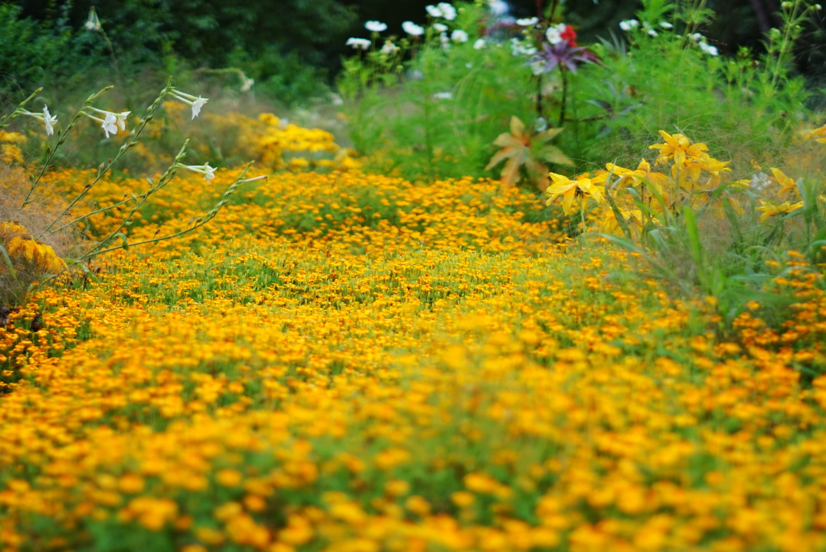 Blumenwiese