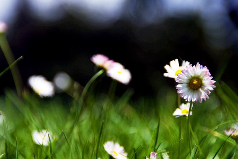 blumenwiese