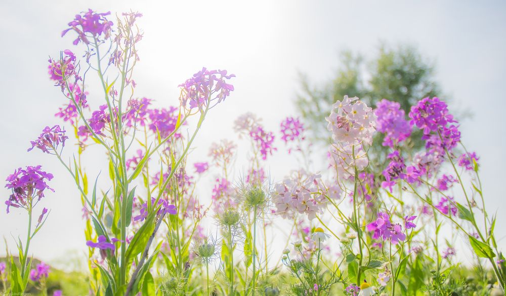 Blumenwiese