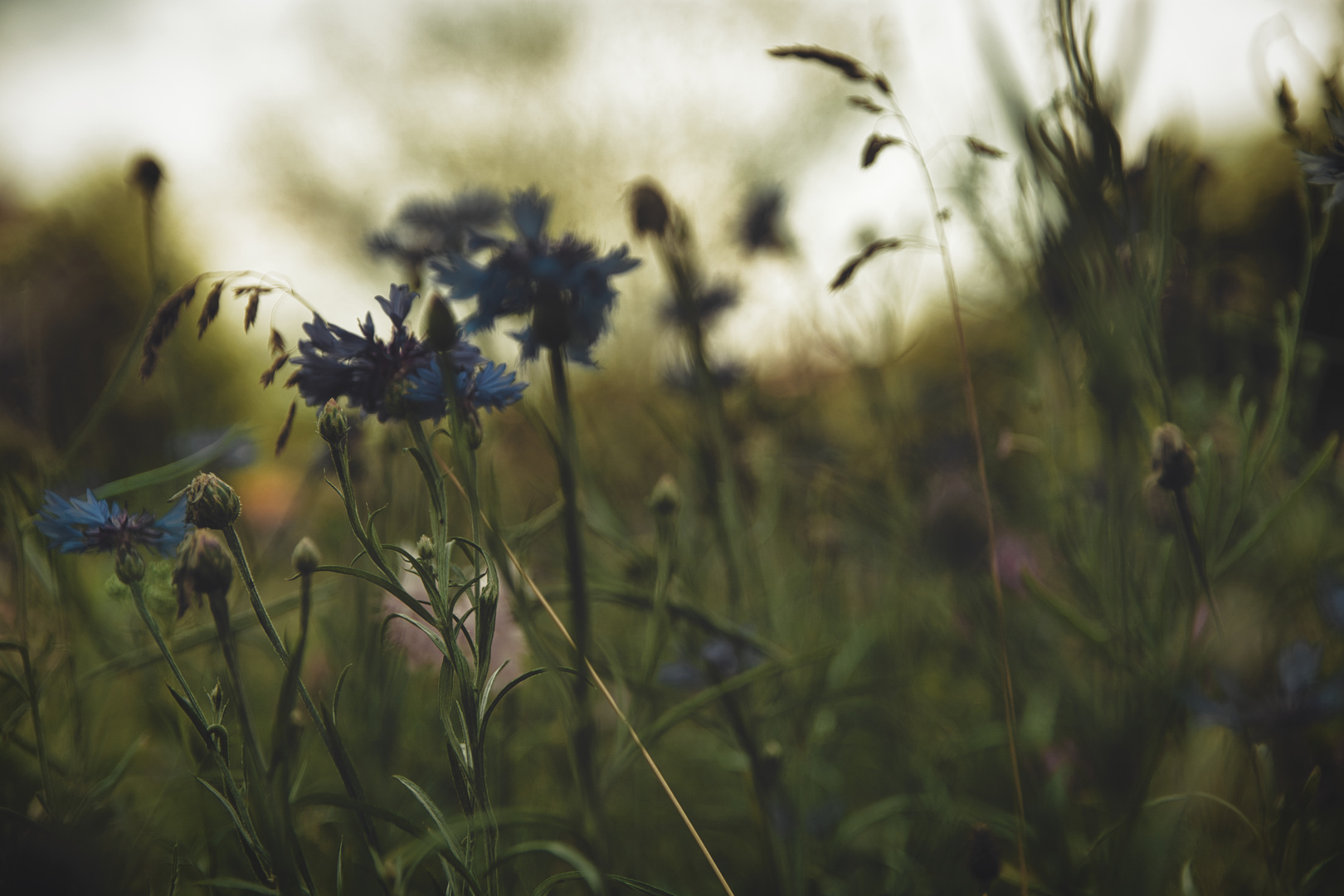 Blumenwiese