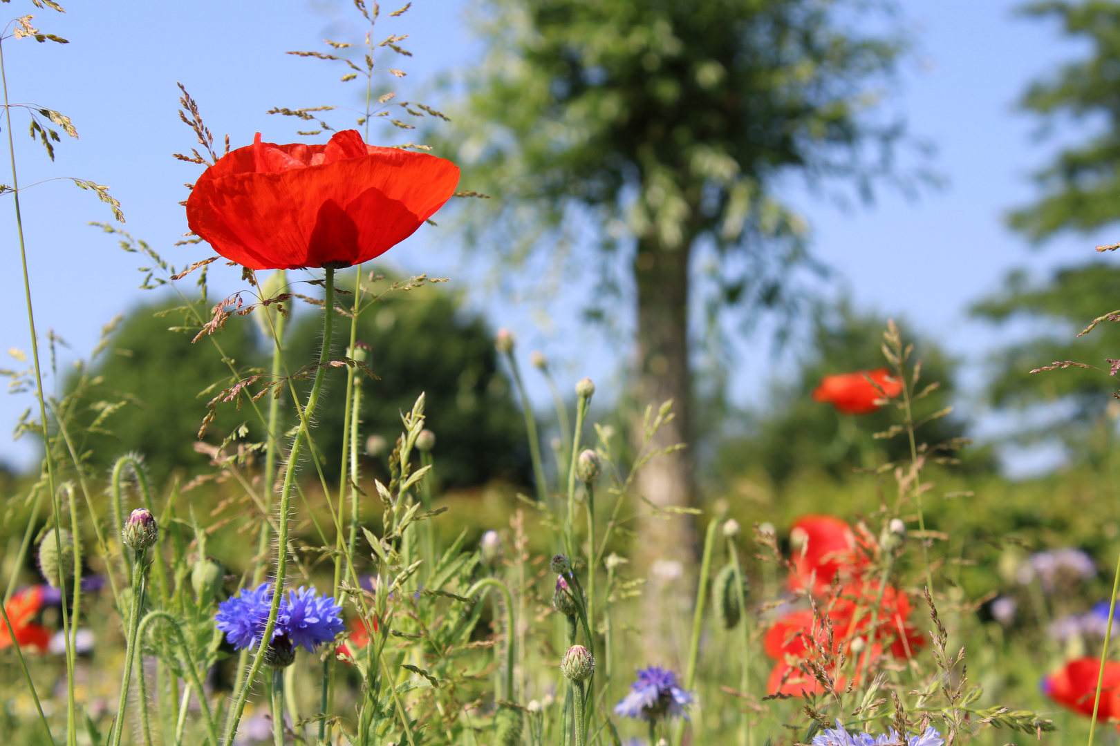 Blumenwiese