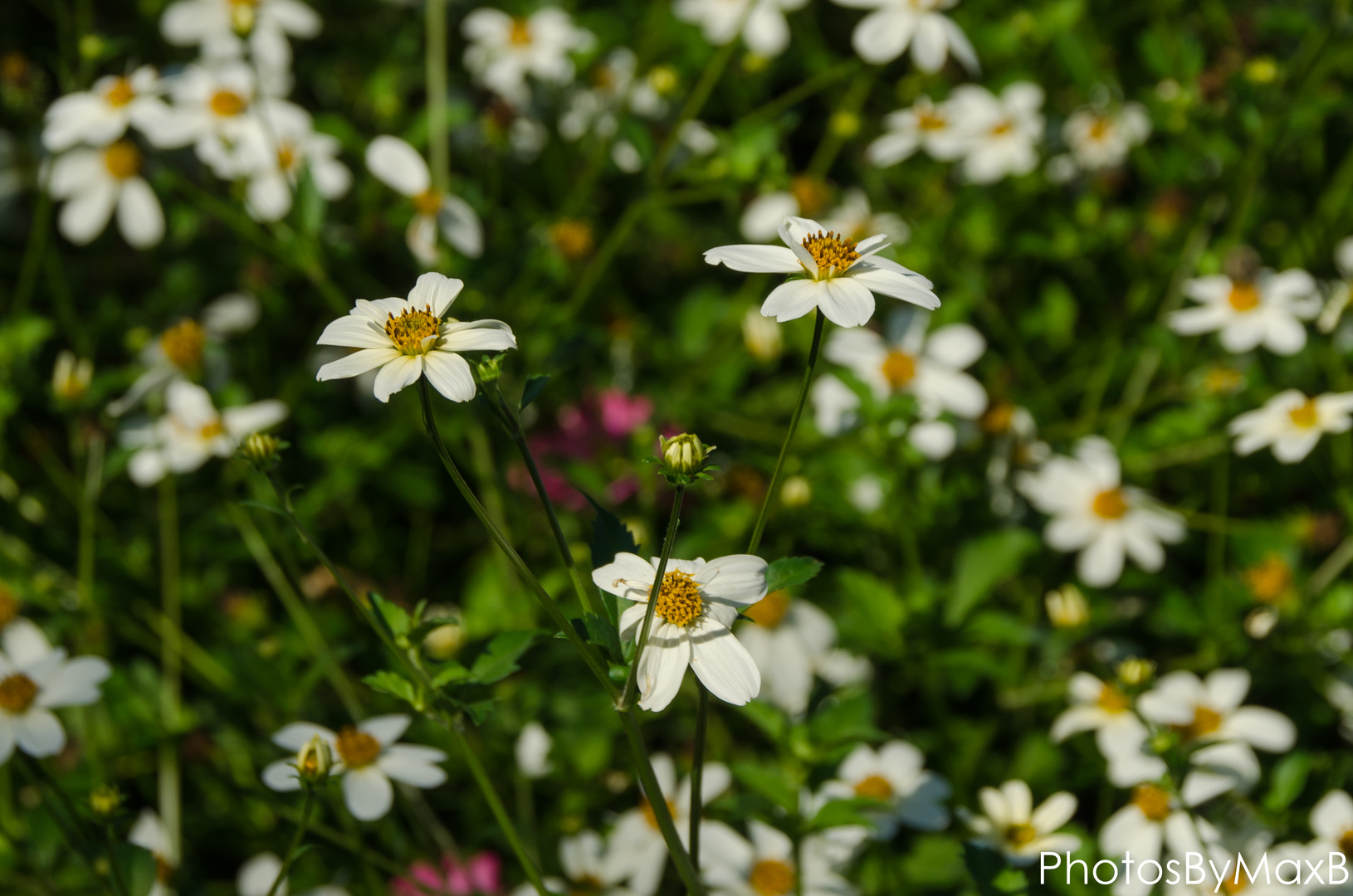 Blumenwiese