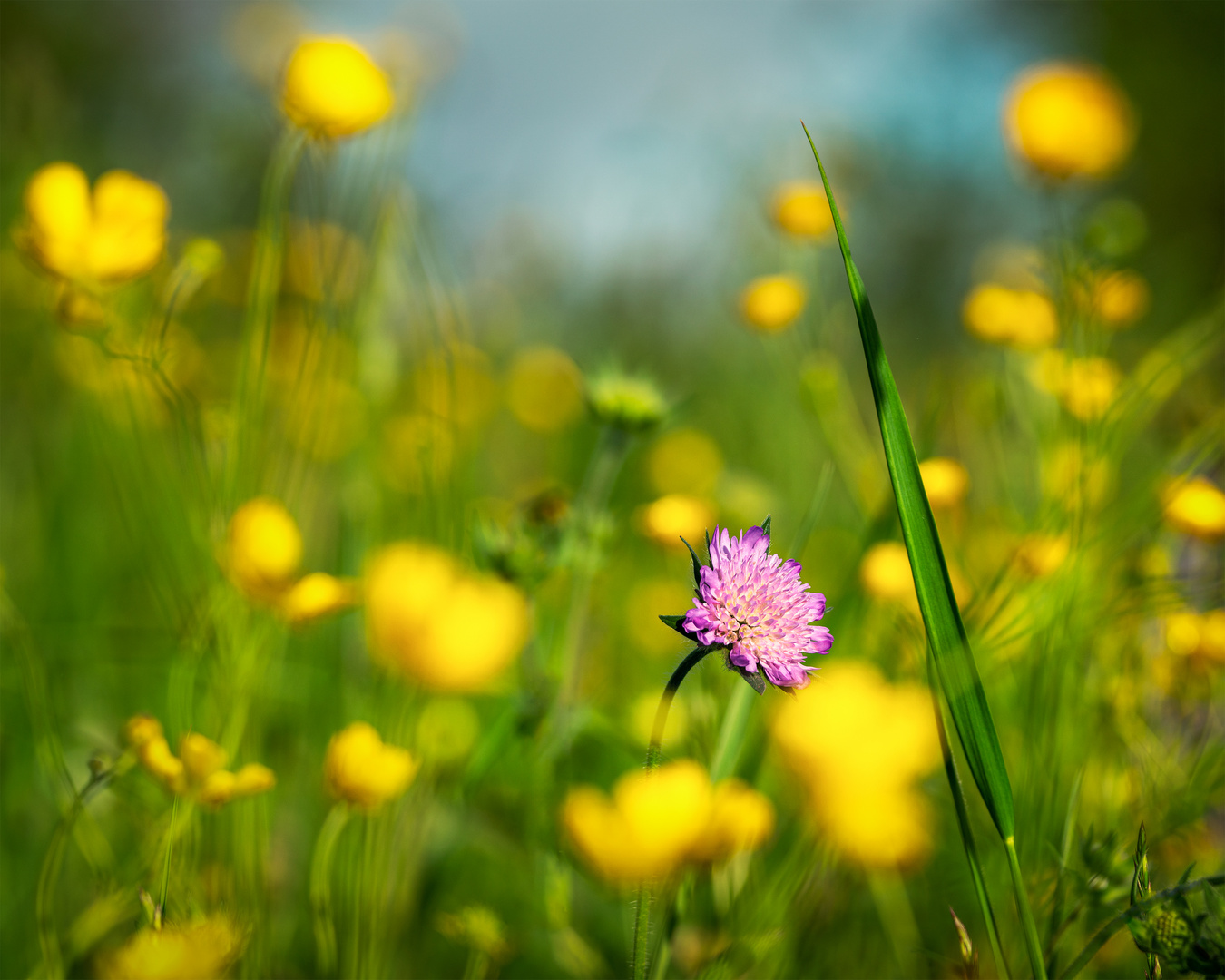 Blumenwiese