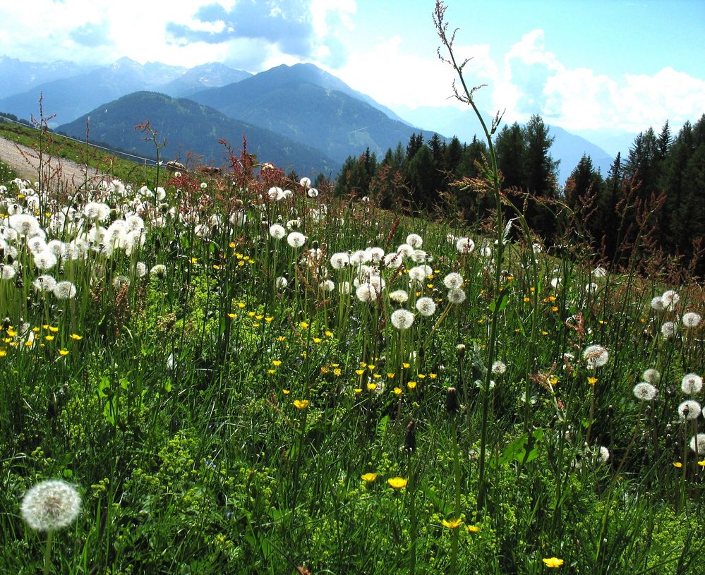 Blumenwiese Foto & Bild | landschaft, lebensräume, berge Bilder auf