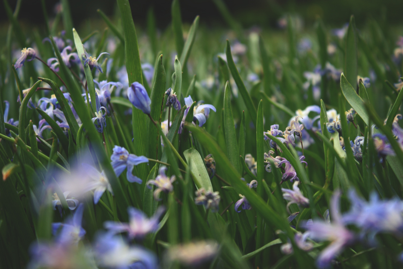 Blumenwiese von Valentin. 