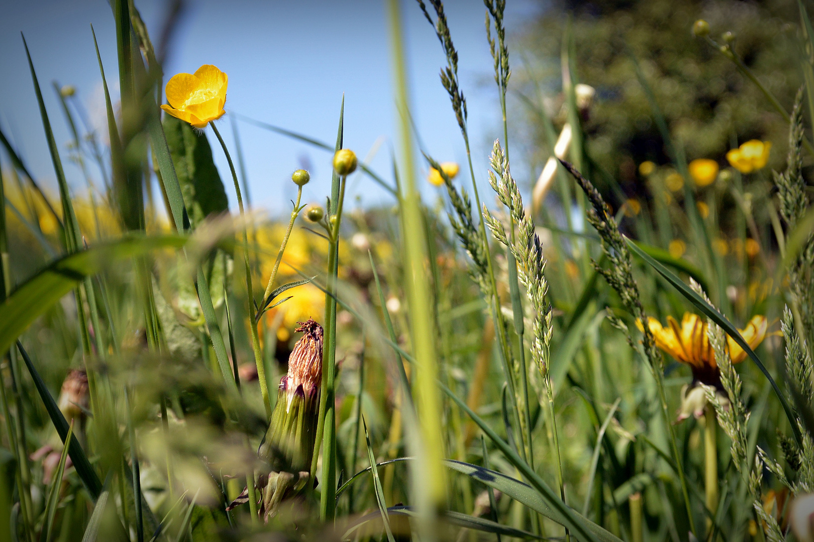 Blumenwiese