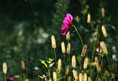 Blumenwiese