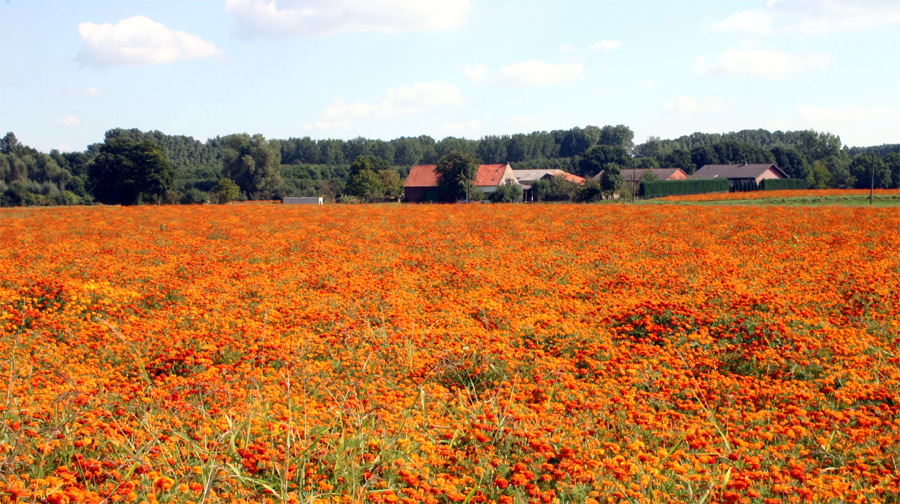 Blumenwiese