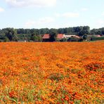 Blumenwiese