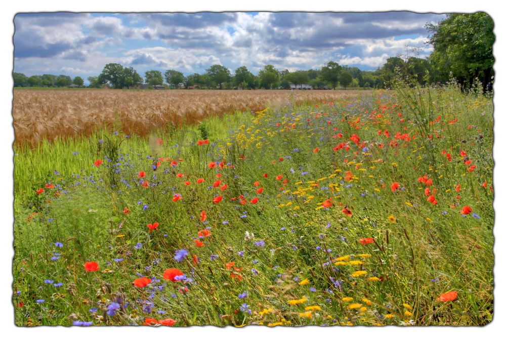 "Blumenwiese"