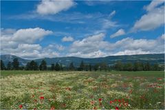 Blumenwiese