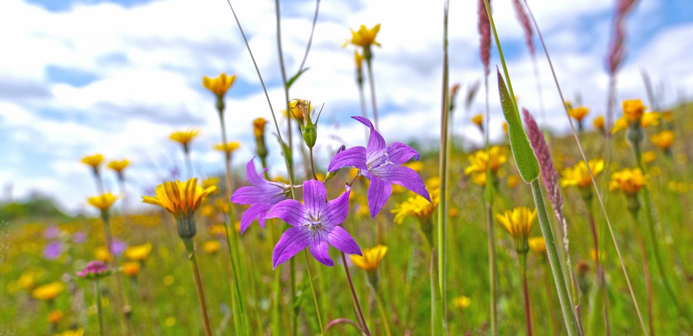 Blumenwiese