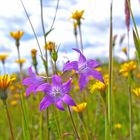 Blumenwiese