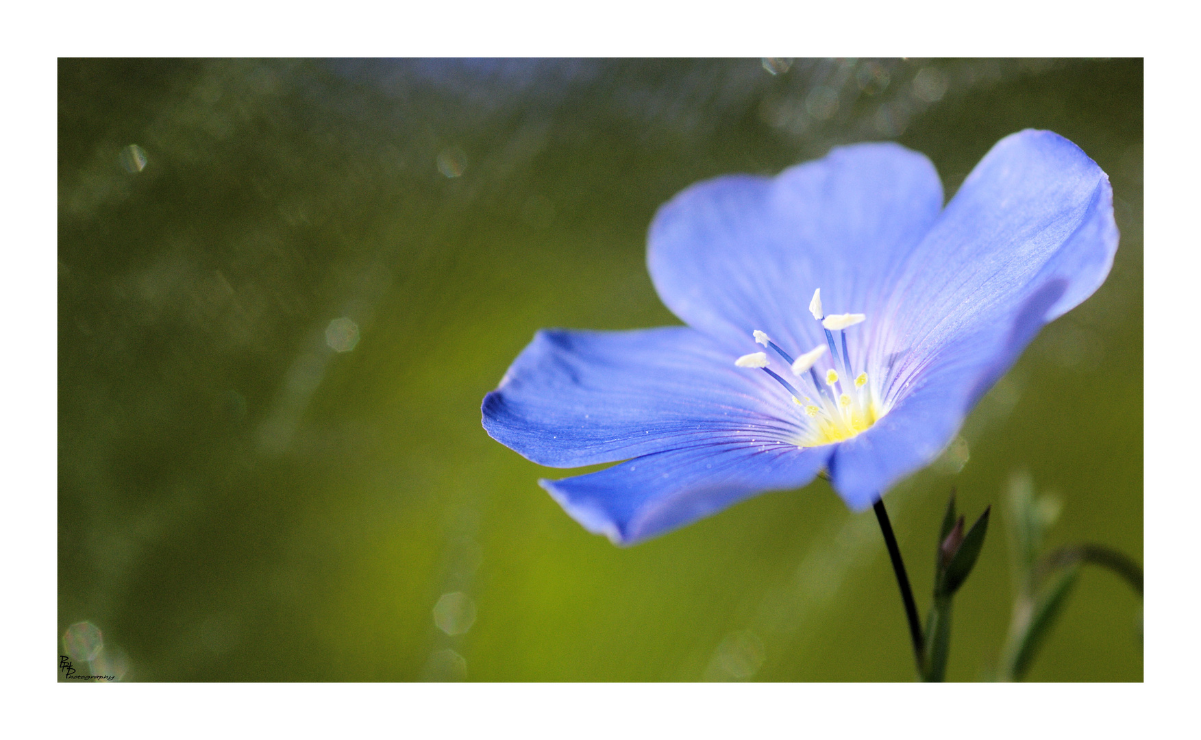 Blumenwiese