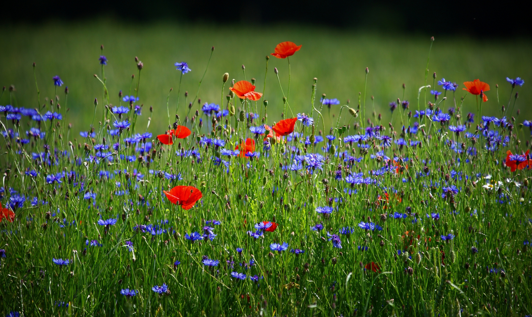 Blumenwiese