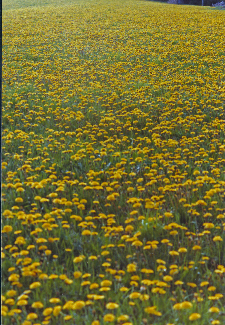 Blumenwiese