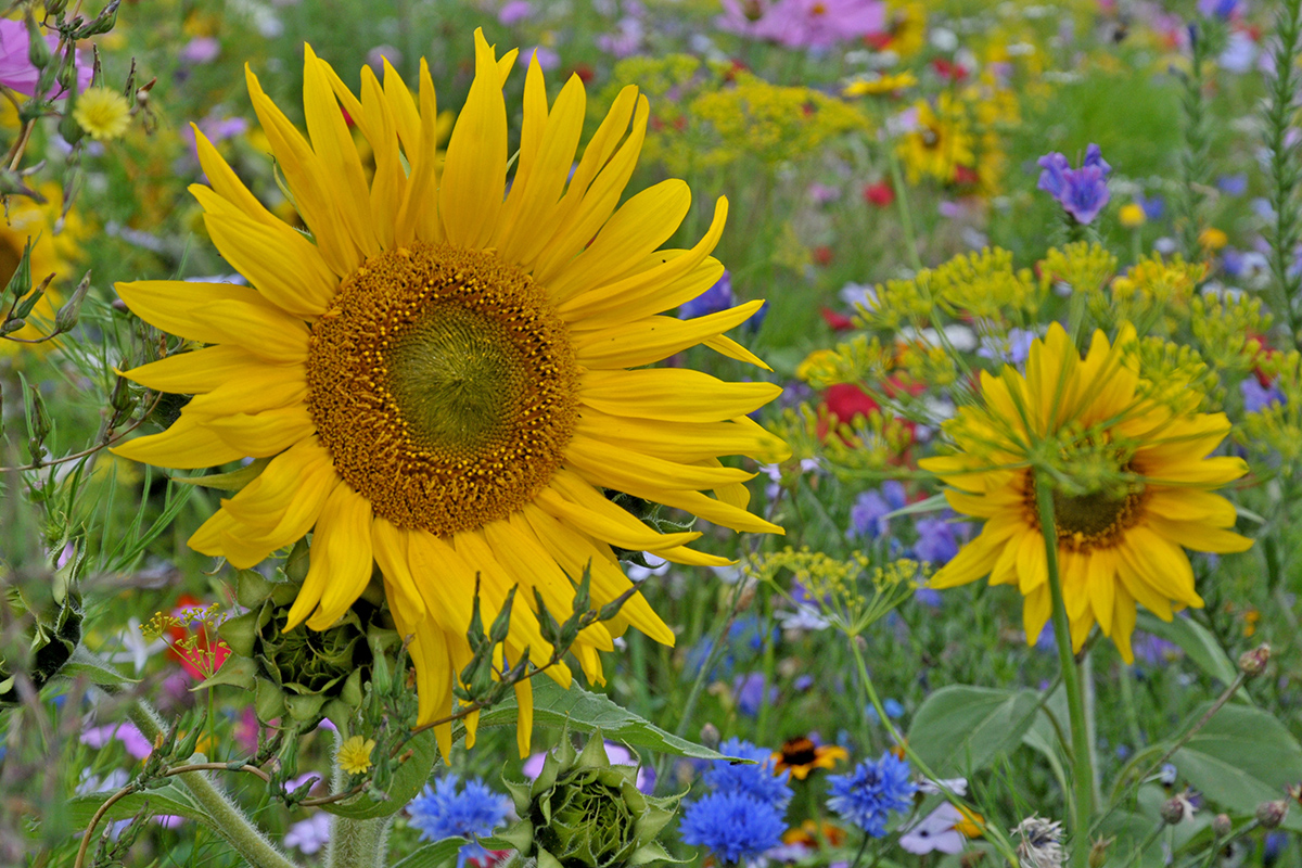 Blumenwiese