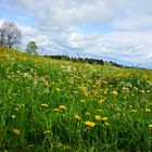 Blumenwiese