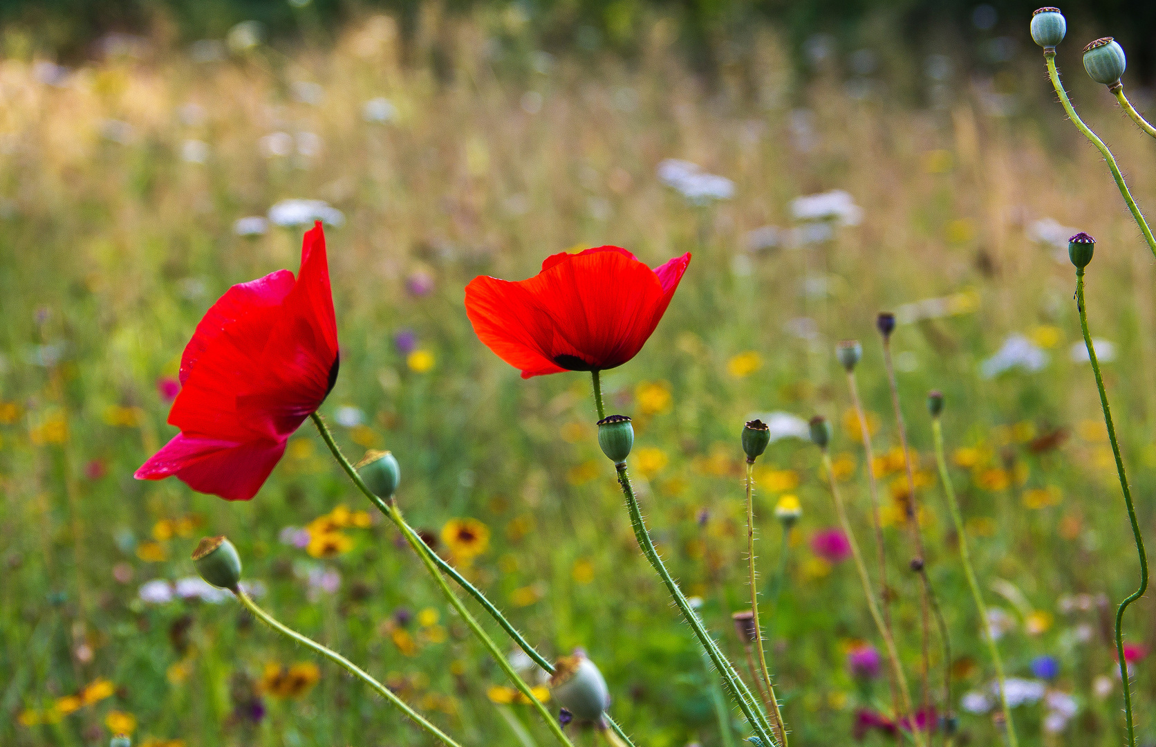 Blumenwiese