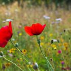 Blumenwiese