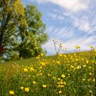 Blumenwiese