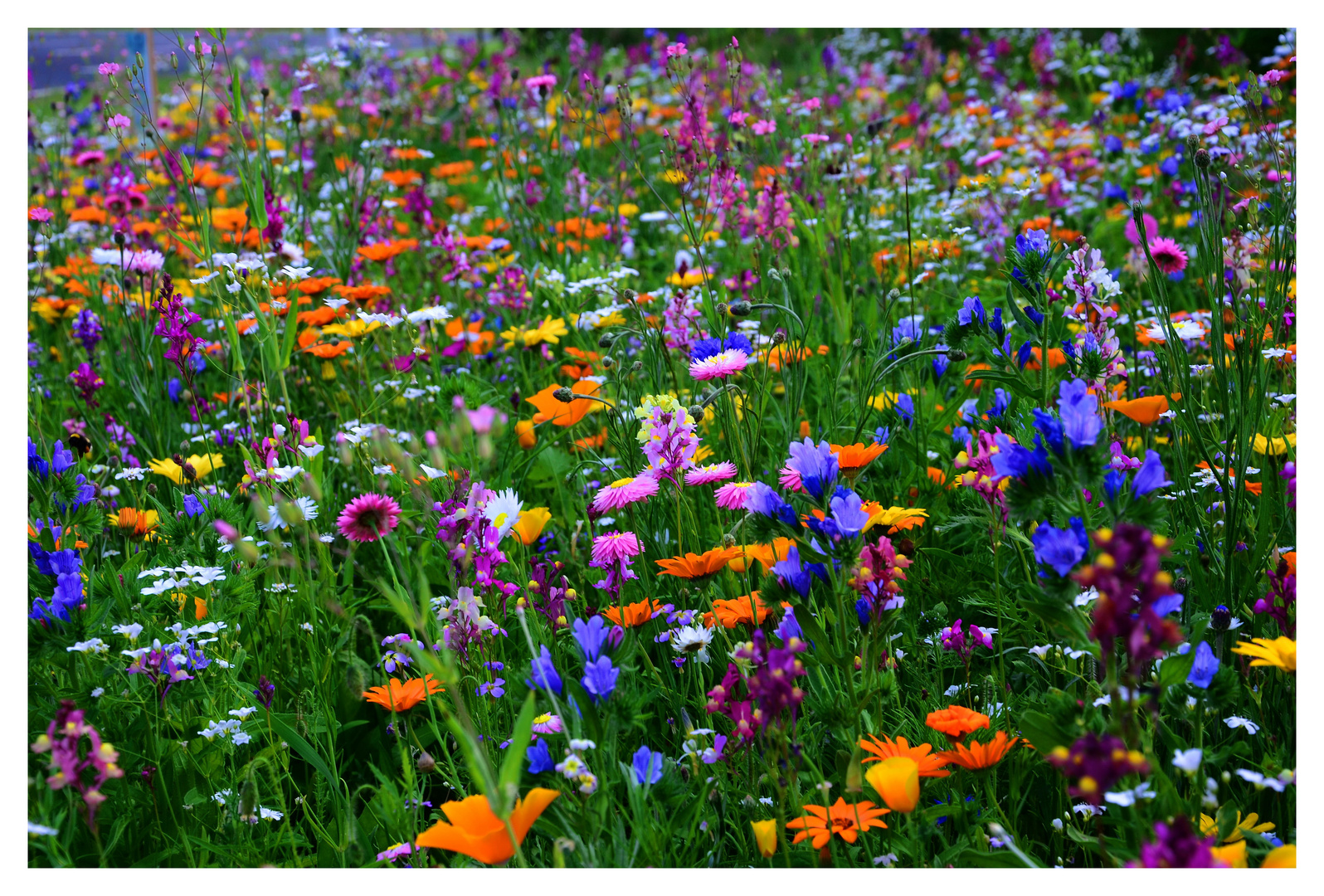 Blumenwiese Foto & Bild landschaft, blumen, blumenwiese Bilder auf