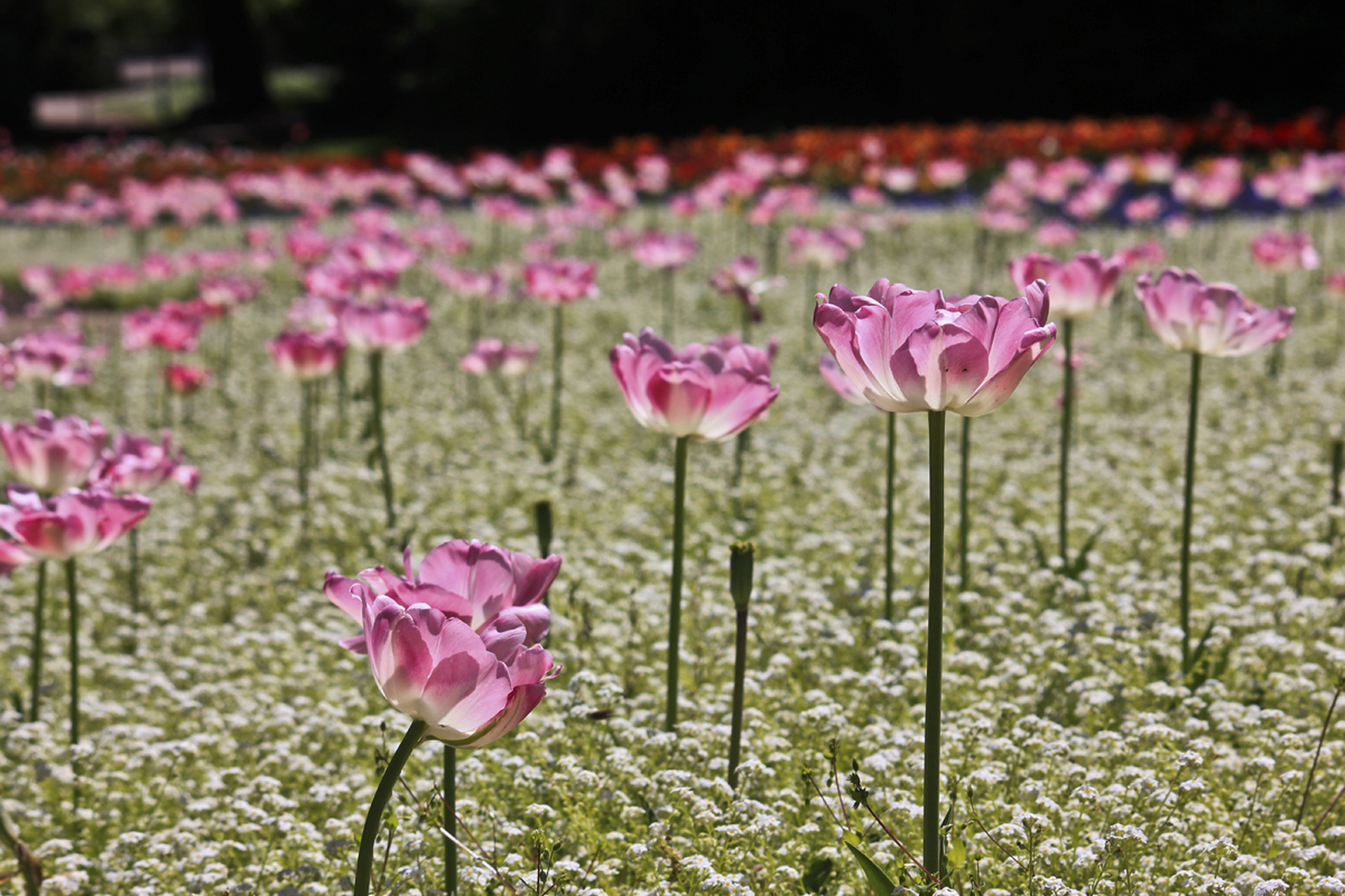 Blumenwiese