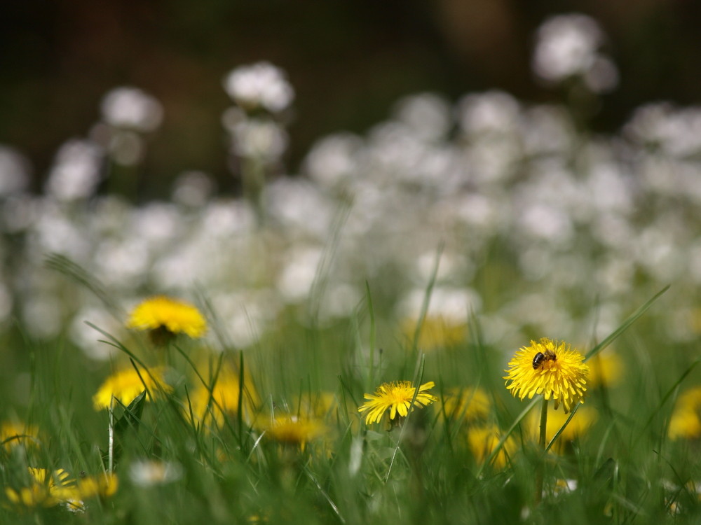 Blumenwiese