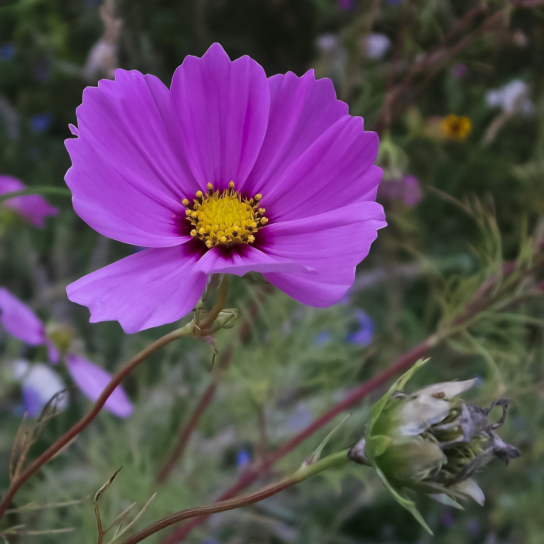 Blumenwiese...