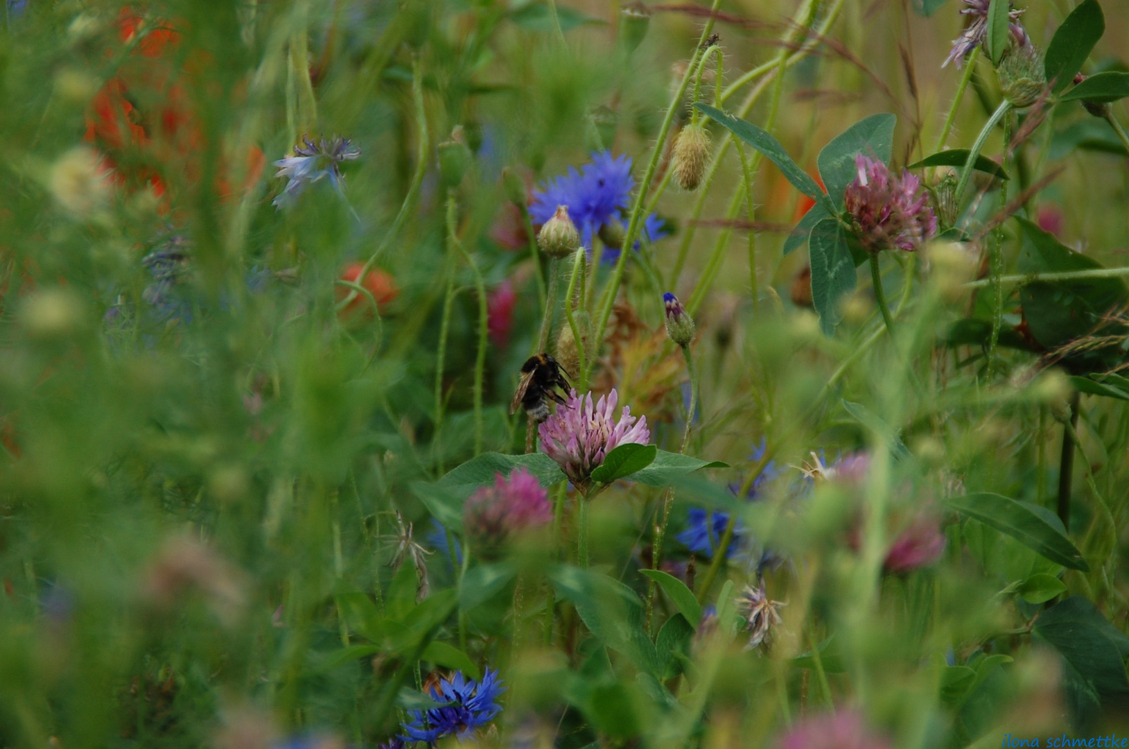 Blumenwiese