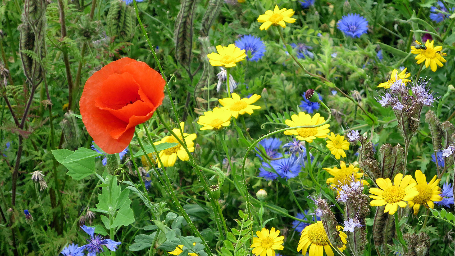 Blumenwiese 