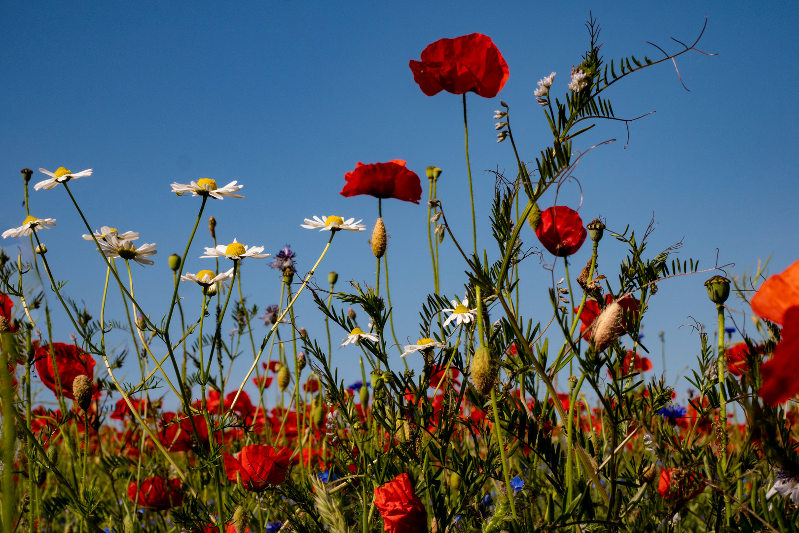 Blumenwiese