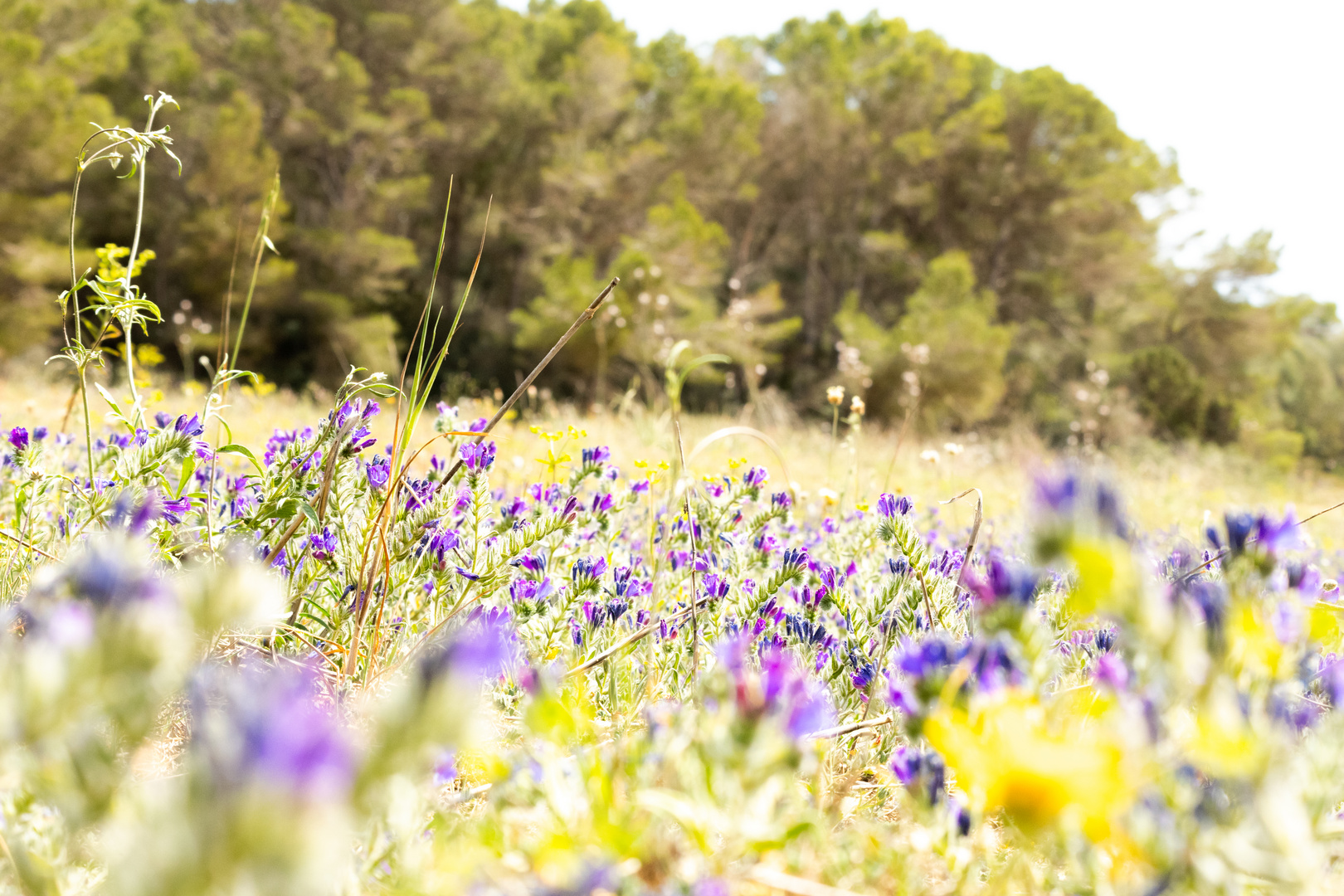 Blumenwiese