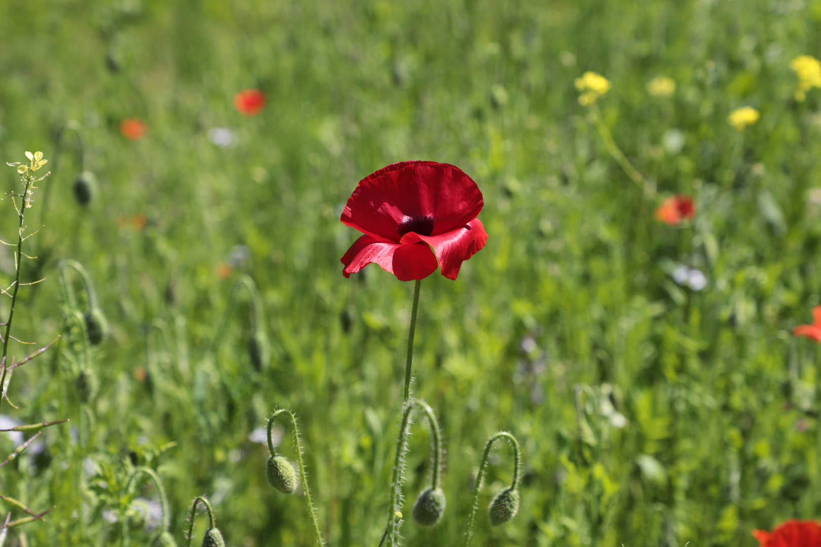 Blumenwiese