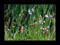 Blumenwiese