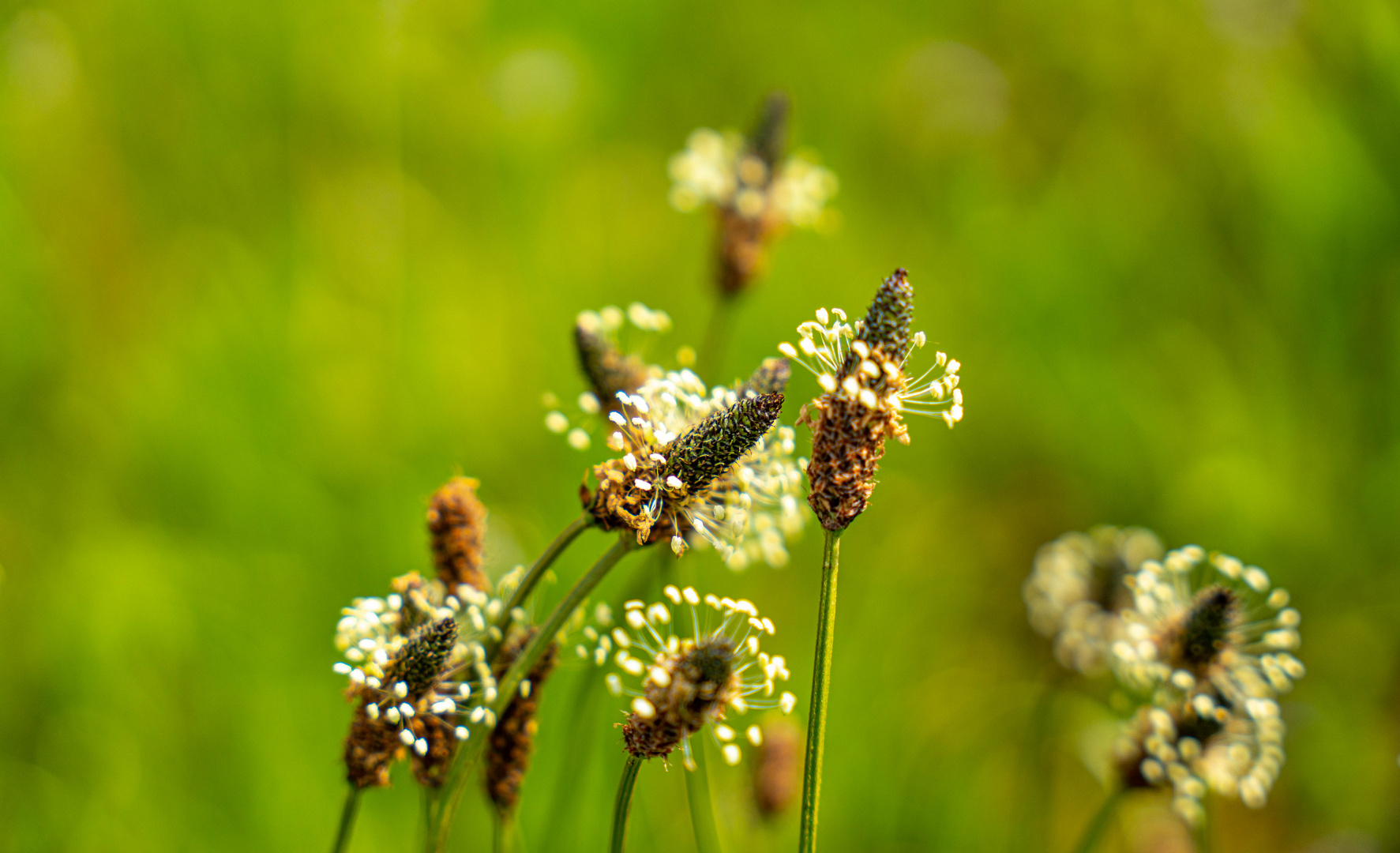 Blumenwiese