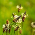 Blumenwiese