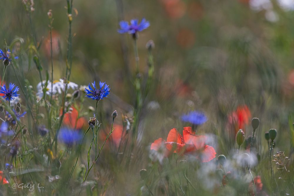 Blumenwiese