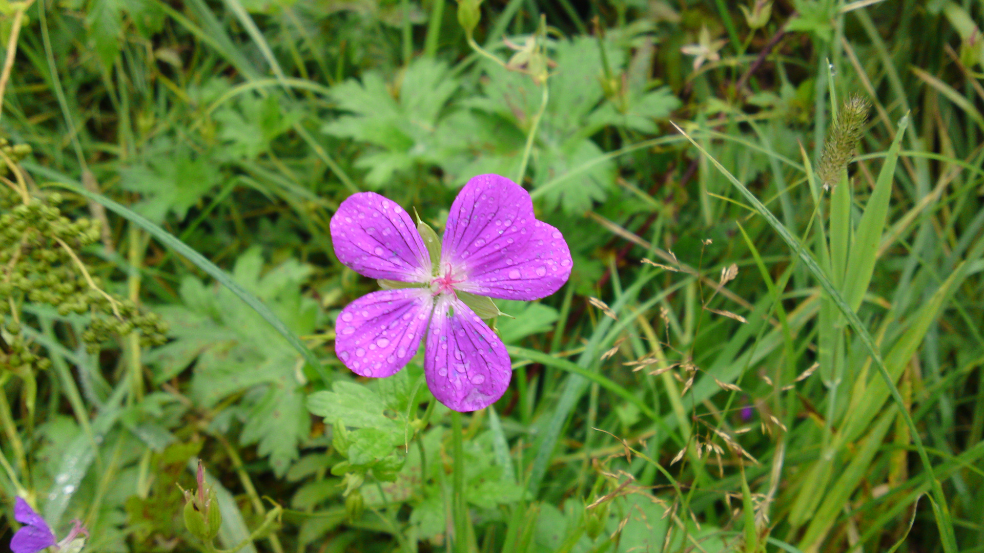 ....Blumenwiese....