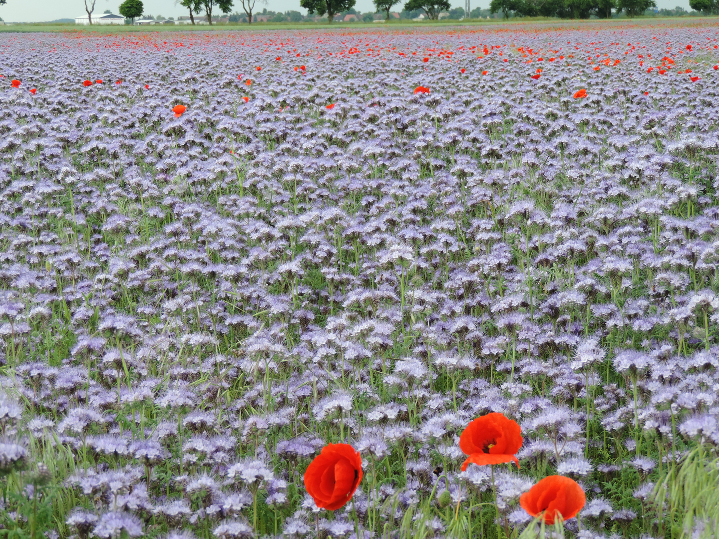 Blumenwiese