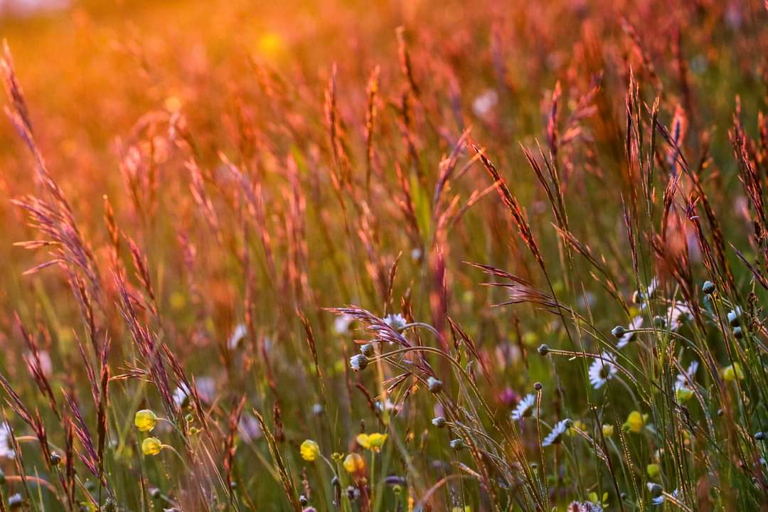 Blumenwiese 