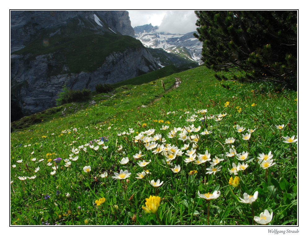 Blumenwiese