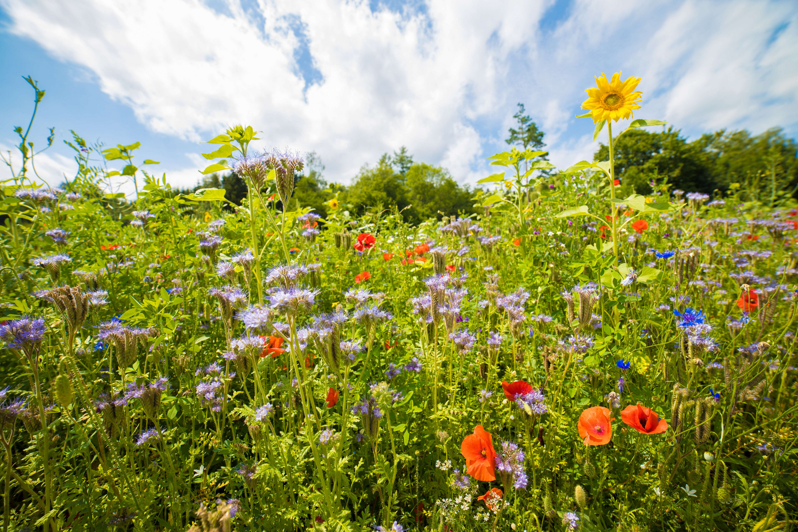 Blumenwiese