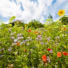 Blumenwiese