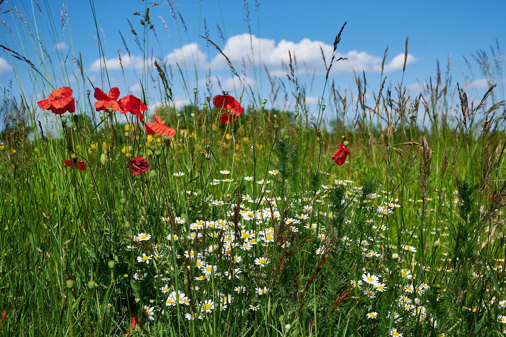 Blumenwiese