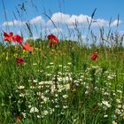 Blumenwiese